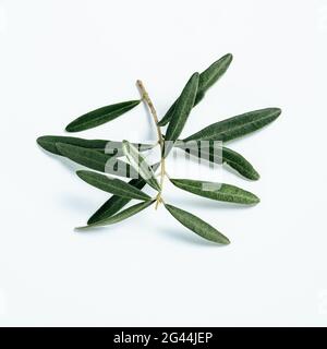 Olives tree branch isolated on white background Stock Photo