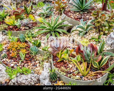 Lots of succulent plants in garden Stock Photo