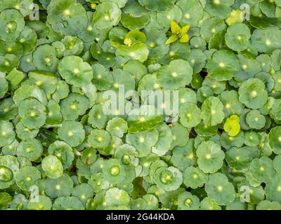 Close-up of plants with green leaves Stock Photo