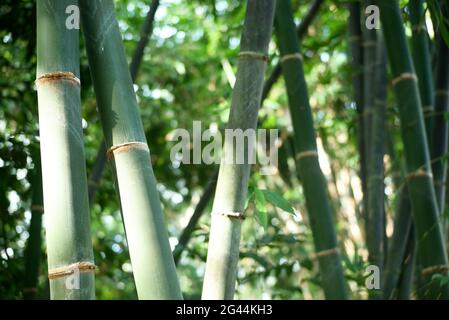 selective focus bamboo tree forest Stock Photo