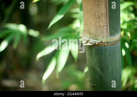 selective focus bamboo tree forest Stock Photo