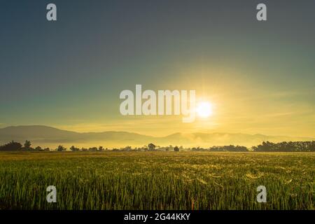 Sunrise over rice paddy on cloudy day in South India Stock Photo - Alamy