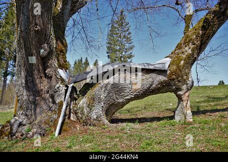 Allenspacher limetree natural monument on the Swabian Alb, Stock Photo
