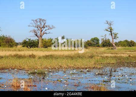 Gambia; Central River Region; Pond with water lilies on the road to Kuntaur; behind it baobab trees and rice fields Stock Photo