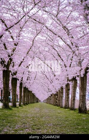 Sakura Cherry blossoming alley. Wonderful scenic park with rows of blooming cherry sakura trees and green lawn in spring, Nether Stock Photo
