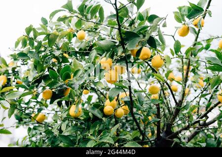 Yellow lemon fruit on the branches of the tree among the foliage, covered with raindrops. Stock Photo