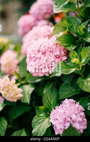 Pink hydrangea flowers close-up in green leaves.