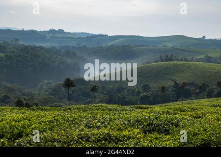 Tea plantation and lush rolling hills, near Gisakura, Western Province, Rwanda, Africa Stock Photo