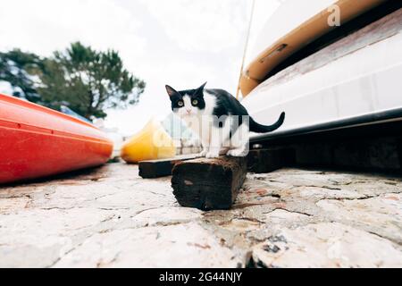 Black and white cat on a wooden board against the background of the boat station. Stock Photo
