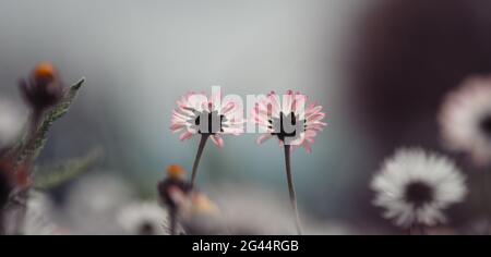 Daisies in springtime: Close up picture, copy space Stock Photo