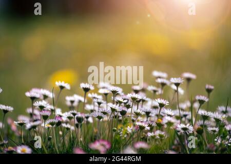 Daisies in springtime: Close up picture, copy space Stock Photo