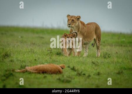 Lioness stands as cub walks towards another Stock Photo