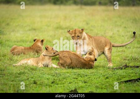 Lioness play fights with cub near others Stock Photo