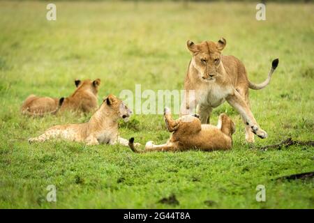 Lioness play fighting with cub near others Stock Photo