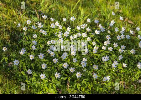 Wood anemone in an uncut spring meadow Stock Photo