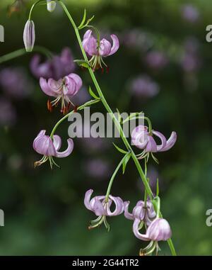 Light purple Turk's cap lily Stock Photo