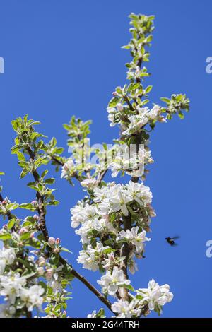 Apple blossoms against a blue spring sky with an approaching insect Stock Photo