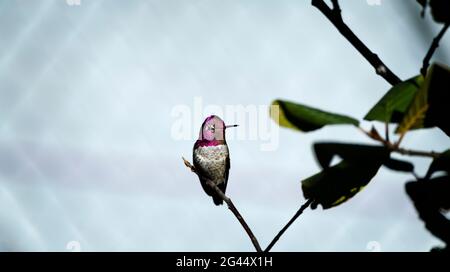 Hummingbird perching on twig Stock Photo