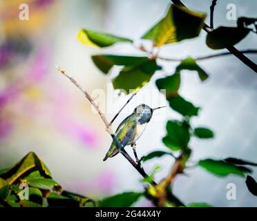 Hummingbird perching on twig Stock Photo