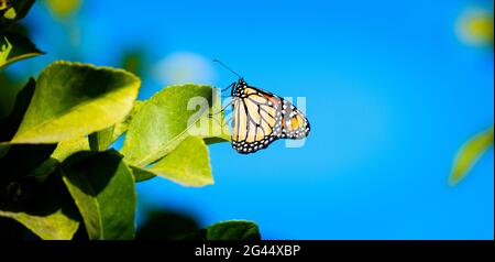 Monarch butterfly (Danaus plexippus) perching on green leaf Stock Photo