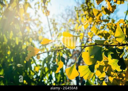 Green ginkgo biloba leaves on branch Stock Photo