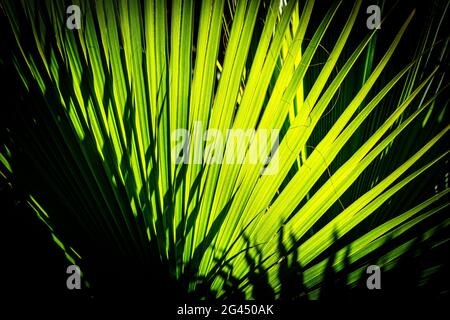 Close-up of green palm leaves Stock Photo