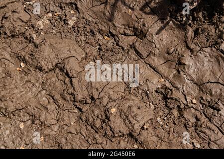 The structure of wet cracked clay earth, can be used as a natural background Stock Photo