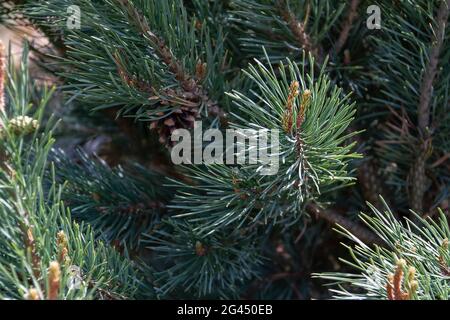 Fluffy tree branches texture background for christmas card. Stock Photo