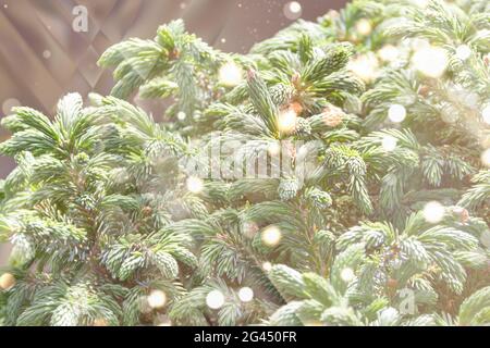 Fluffy tree branches texture background for christmas card. Stock Photo