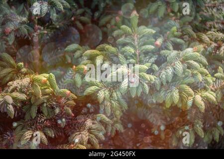Fluffy tree branches texture background for christmas card. Stock Photo
