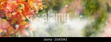 Summer background with orange daylily flowers. Panoramic floral banner with copy space and bokeh. Stock Photo