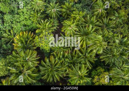 Aerial view of palm trees near the archaeological site of Meae Iipona, Puamau, Hiva Oa, Marquesas Islands, French Polynesia, South Pacific Stock Photo