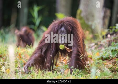 Orang Utan with chestnut in the Rostock Zoo, Germany, Mecklenburg-Western Pomerania, Baltic Sea Stock Photo