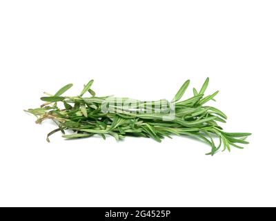 Fresh sprig of rosemary with green leaves isolated on white background Stock Photo