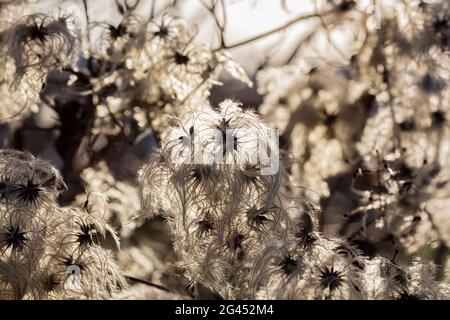 Common clematis (Clematis vitalba) in winter, Vagen, Bavaria, Germany Stock Photo