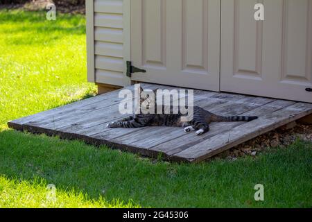 Close up view of a gray striped tabby cat with white feet, relaxing in shaded comfort on the wooden ramp of a residential garden shed Stock Photo