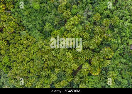 Aerial view of palm trees near the archaeological site of Meae Iipona, Puamau, Hiva Oa, Marquesas Islands, French Polynesia, South Pacific Stock Photo