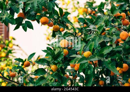 Orange mandarin on the tree. Ripe tangerine. Montenegrin mandari Stock Photo
