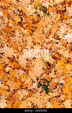 Texture of autumn leaves. Yellow oak leaf litter on the floor in Stock Photo
