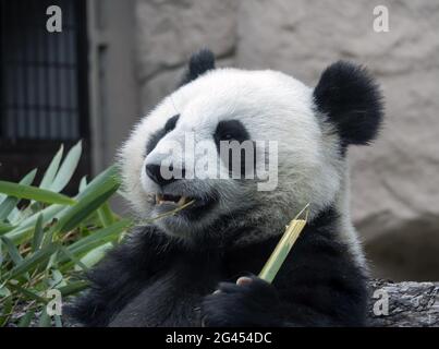 Cheerful black and white panda eats bamboo Stock Photo