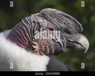 Bald Headed Eagle, close up shot with blurred background Stock Photo