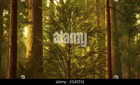 Giant sequoias in redwood forest Stock Photo