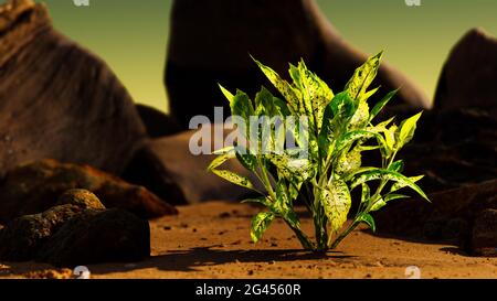 Green plant at sand beach Stock Photo