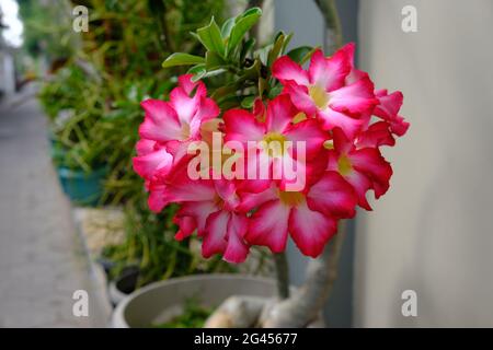 Indonesia Yogyakarta - Red Plumeria flower - Frangipani - Flower pot Stock Photo
