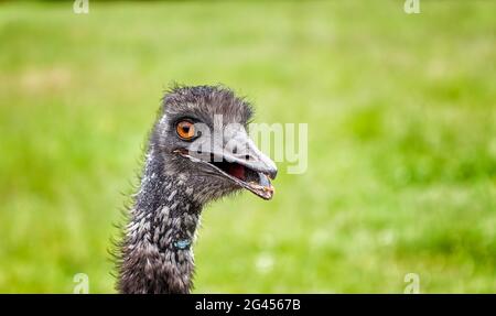Ostrich head frontal Stock Photo
