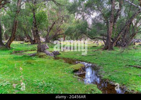 The cute meadow with trees and stream in Fann mountains in Tajikistan Stock Photo