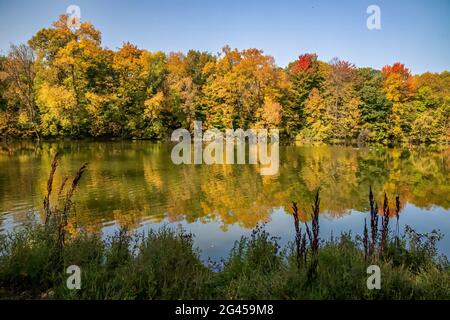 Fall colored reflections from the trees on Jerusalem Pond with canada geese swimming on the pond. Stock Photo