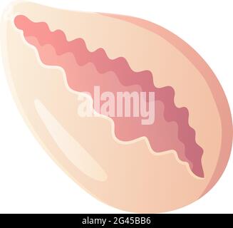 Pink scallop seashell. Beach clipart,ocean element concept. Stock vector illustration isolated on white background in flat cartoon style Stock Vector
