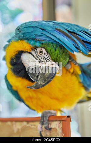 Multicolored macaw parrot sitting on cage close-up. Stock Photo