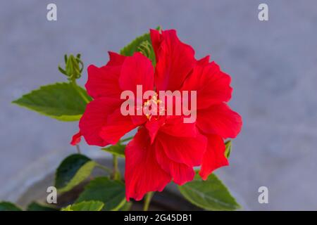 Beautiful red hibiscus (rosa sinensis) flower plant on terrace garden Stock Photo